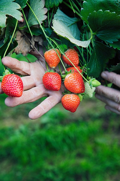 strawberries