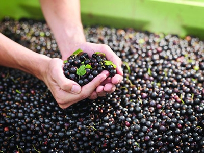 Blackcurrants